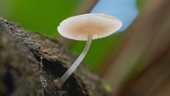 Mycena margarita