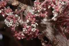 Urera caracasana