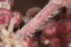 Urera caracasana