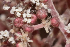 Urera caracasana