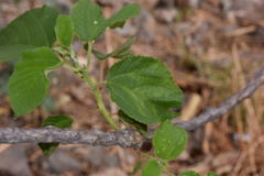 Urera caracasana