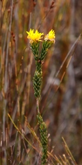 Lachnaea aurea