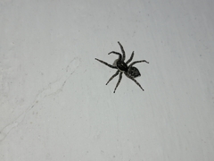 Menemerus semilimbatus