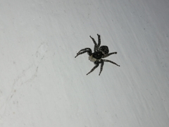 Menemerus semilimbatus