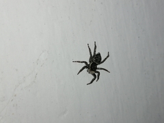 Menemerus semilimbatus