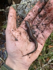 Desmognathus valtos