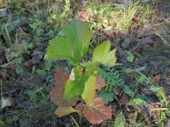 Crataegus maximowiczii