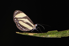 Aeria eurimedia