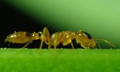 Pseudomyrmex simplex