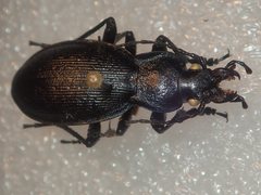 Carabus problematicus