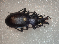 Carabus problematicus