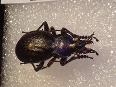 Carabus problematicus