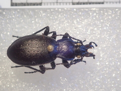 Carabus problematicus
