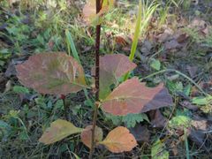 Crataegus maximowiczii