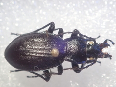 Carabus problematicus