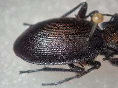 Carabus problematicus