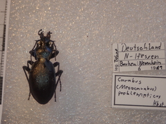 Carabus problematicus