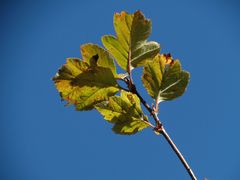 Crataegus maximowiczii