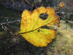 Crataegus maximowiczii