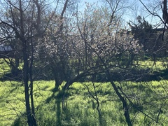 Prunus amygdalus