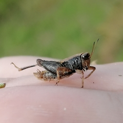 Tettigidea intermedia