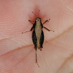 Tettigidea intermedia