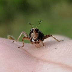 Tettigidea intermedia
