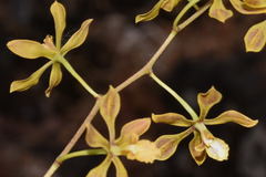 Encyclia meliosma