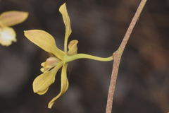 Encyclia meliosma