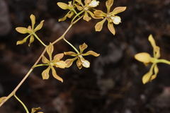 Encyclia meliosma