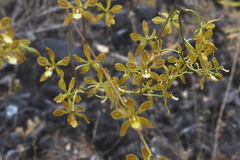 Encyclia meliosma
