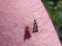 Cantharis lateralis