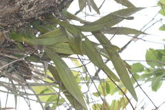 Encyclia meliosma