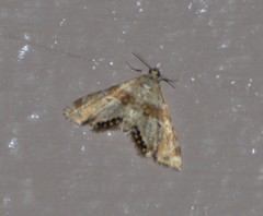 Petrophila heppneri