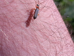 Cantharis lateralis