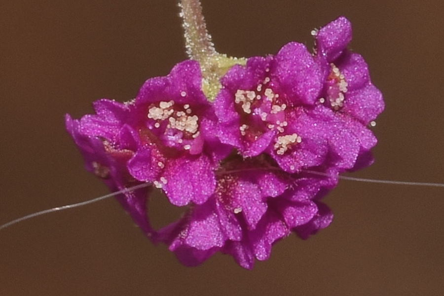 Boerhavia