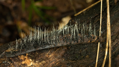 Xylaria ianthinovelutina