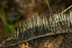 Xylaria ianthinovelutina