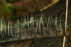 Xylaria ianthinovelutina