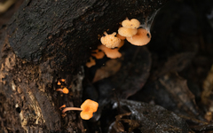 Favolaschia filopes