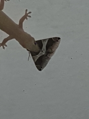 Bastilla arctotaenia