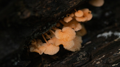 Favolaschia filopes