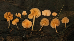 Favolaschia filopes