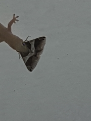 Bastilla arctotaenia