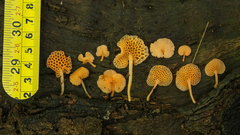 Favolaschia filopes