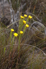 Lachnaea aurea