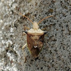 Diceraeus melacanthus