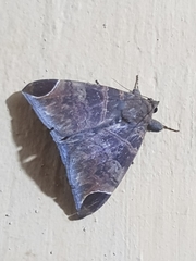 Pindara illibata