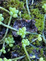 Laetinaevia epithallina