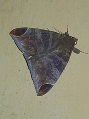 Pindara illibata